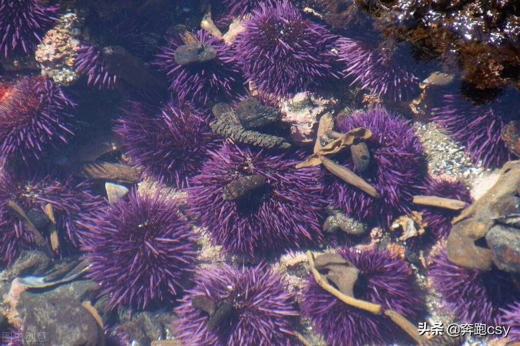 海胆的多种做法，尽享海鲜鲜甜美味的滋味