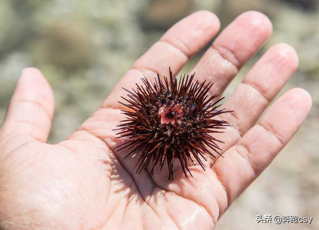 海胆的多种做法，尽享海鲜鲜甜美味的滋味