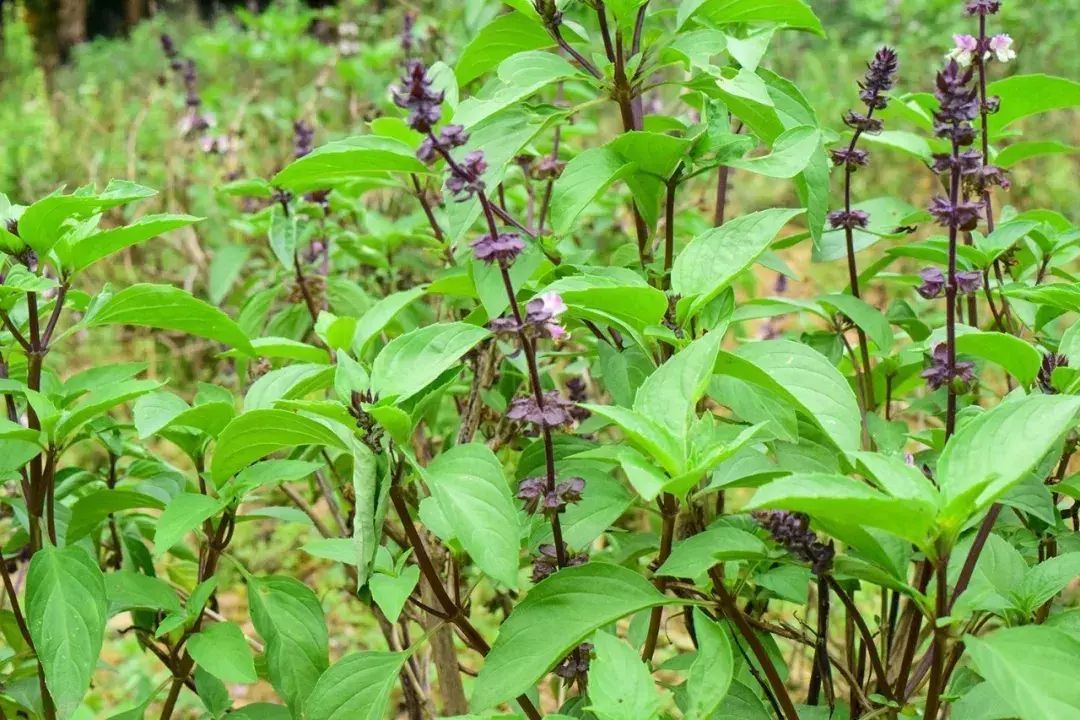 香草牛肉